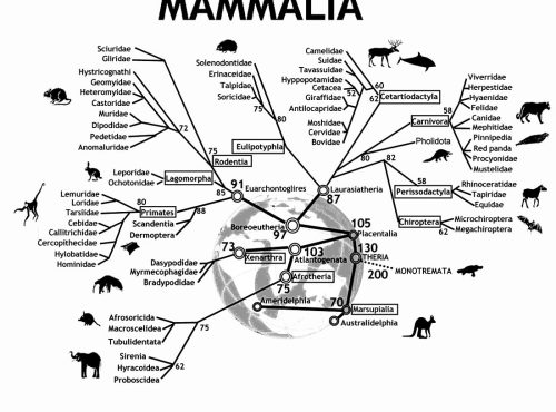1100px-An_evolutionary_tree_of_mammals