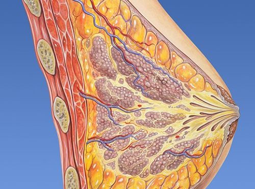 518px-Breast_anatomy_normal