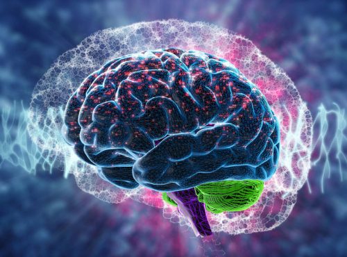la-zona-del-cerebro-que-es-mas-importante-para-perder-peso-que-tu-fuerza-de-voluntad