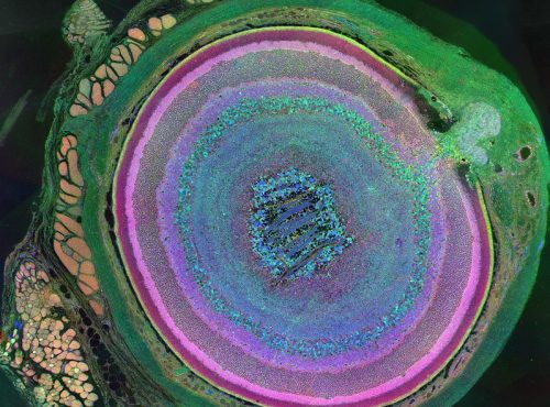 mamalian_retina